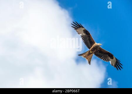 16 Mai, 2020 Bild: Ein Drachen von unten fliegt aus Wolken auf blauen Himmel zu. Kredit: Rich Dyson/Alamy Stockfoto