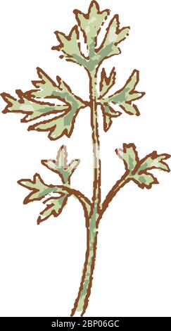 Bund von frischen grünen Cilantro Zweige isoliert Symbol. Frühling Rareripes. hastings, Bauernmarkt, Vektor-Illustration. Von Hand gezeichnet Stock Vektor