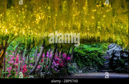 Der goldene Laburnum-Bogen in den Bodnant Gardens des National Trust in der Nähe von Colwyn Bay, Conwy, North Wales, da die Gärten während der Coronavirus-Pandemie für Besucher geschlossen bleiben. Diese Saison ist die früheste, die der 145 Jahre alte Laburnum-Bogen in einem Jahrzehnt geblüht hat. Stockfoto