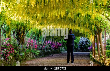 Der goldene Laburnum-Bogen in den Bodnant Gardens des National Trust in der Nähe von Colwyn Bay, Conwy, North Wales, da die Gärten während der Coronavirus-Pandemie für Besucher geschlossen bleiben. Diese Saison ist die früheste, die der 145 Jahre alte Laburnum-Bogen in einem Jahrzehnt geblüht hat. Stockfoto