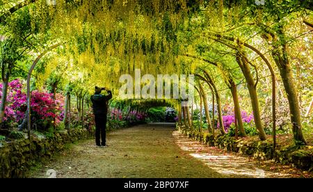 Der goldene Laburnum-Bogen in den Bodnant Gardens des National Trust in der Nähe von Colwyn Bay, Conwy, North Wales, da die Gärten während der Coronavirus-Pandemie für Besucher geschlossen bleiben. Diese Saison ist die früheste, die der 145 Jahre alte Laburnum-Bogen in einem Jahrzehnt geblüht hat. Stockfoto