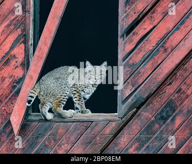 Eingerahmt - EINE junge Bobcat-Hündin wird von einem alten Scheunenfenster eingerahmt und in meinem Kamerarahmen festgehalten. Die Schnittstelle von Natur und Zivilisation. Stockfoto