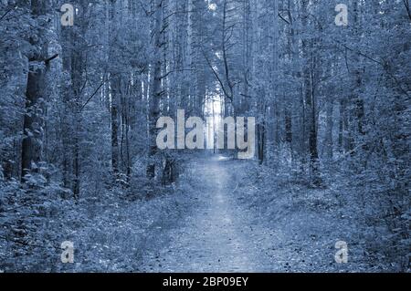 Ein Weg in einem schönen Kiefernwald in Mitteleuropa. Blaupause Stockfoto