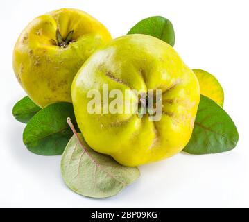 Reife goldgelbe Quinzfrüchte isoliert auf weißem Grund. Kleine Gruppe von Früchten mit Blättern. Stockfoto