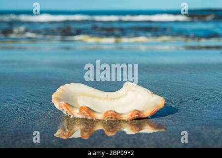 Leere schöne perlweiße Schale liegt auf schwarzem vulkanischen Sand und spiegelt sich auf seiner schwarzen Spiegelfläche wider. Verschwommenes, raues Meer im Hintergrund. Stockfoto