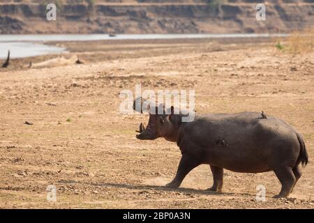 Ausgewachsenes Nilpferd, das in Richtung des Flusses Luangwa mit Ochsenspechten auf dem Rücken geht. Stockfoto