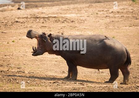 Ausgewachsenes Nilpferd, das in Richtung des Flusses Luangwa mit Ochsenspechten auf dem Rücken geht. Stockfoto