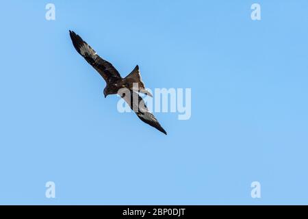 Red Kite in der Luft Stockfoto