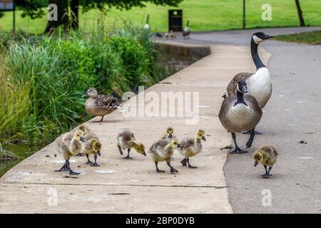Northampton, Großbritannien, 17. Mai 2020. Ein Paar Kanadagänse auf ihrem Morgenspaziergang mit der Familie der Gänse soziale Distanzierung am Rande des Sees in Abington Park, Quelle: Keith J Smith./Alamy Live News Stockfoto