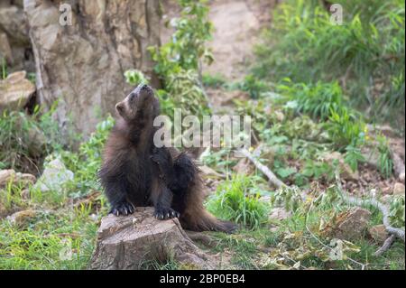 Wolverine Wandern in der Vegetation Stockfoto