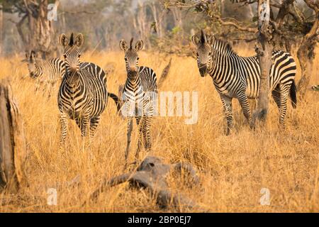 Crawshay's Zebra im South Luangwa National Park, Sambia Stockfoto