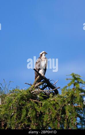 Fischadler, Pandion haliaetus, ein einziger Erwachsener, der am Rande des Nestes unterwegs ist. Aufgenommen Im Juni. Loch Insh, Schottland, Großbritannien. Stockfoto