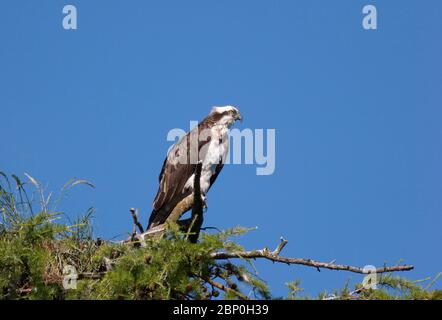 Fischadler, Pandion haliaetus, ein einziger Erwachsener, der am Rande des Nestes unterwegs ist. Aufgenommen Im Juni. Loch Insh, Schottland, Großbritannien. Stockfoto