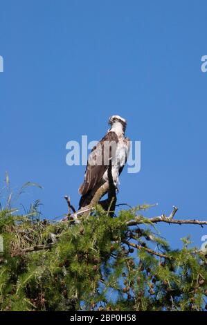 Fischadler, Pandion haliaetus, ein einziger Erwachsener, der am Rande des Nestes unterwegs ist. Aufgenommen Im Juni. Loch Insh, Schottland, Großbritannien. Stockfoto