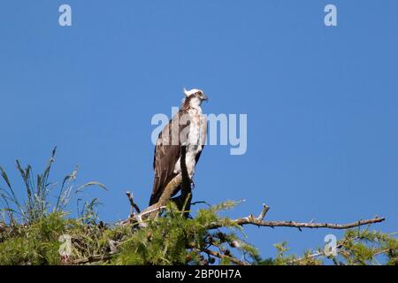 Fischadler, Pandion haliaetus, ein einziger Erwachsener, der am Rande des Nestes unterwegs ist. Aufgenommen Im Juni. Loch Insh, Schottland, Großbritannien. Stockfoto