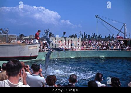 Ein Tümmler springt, um einen Fisch von seinem Trainer während einer Show im Miami Seaquarium, Virginia Key, Biscayne Bay, Miami, Florida, USA 1967 nehmen. Das Seaquarium ist ein großer Ozeanarium Themenpark. Neben Meeressäugern ist das Seaquarium Heimat von Fischen, Haien, Meeresschildkröten, Vögeln, Reptilien und Seekühen. Der Park wurde von Fred D Coppock und Captain W B Grey gegründet und war die zweite Meeresattraktion in Florida. Als es 1955 eröffnet wurde, war es die größte Meeresanziehungskraft der Welt. Stockfoto