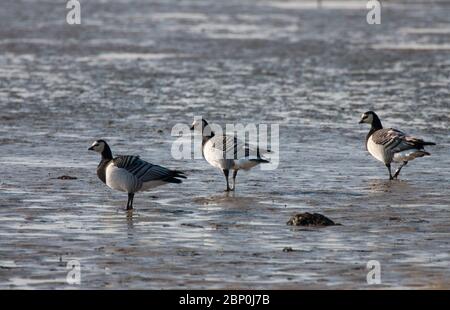 Barnacle Geese, Branta leucopsis, Gruppe von drei stehend auf Wattflächen des Meeres loch. Aufgenommen Im Oktober. Isle of Islay, Argyll, Schottland, Großbritannien. Stockfoto