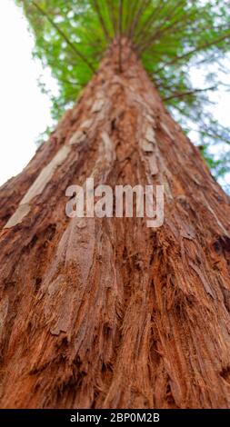 Sequoia Baum gegen Blue Sky Blick von unten, höchster Baum der Welt Stockfoto