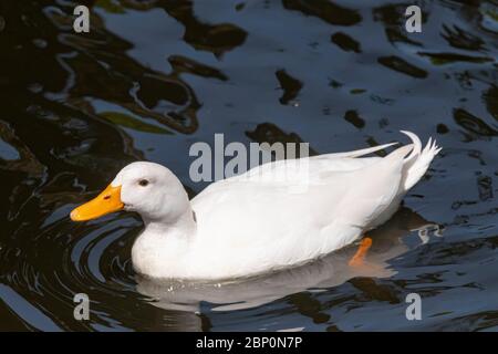 Große weiße schwere Ente auch bekannt als America Pekin Duck, schwimmt die Ente im dunklen Wasser mit Reflexen. Stockfoto