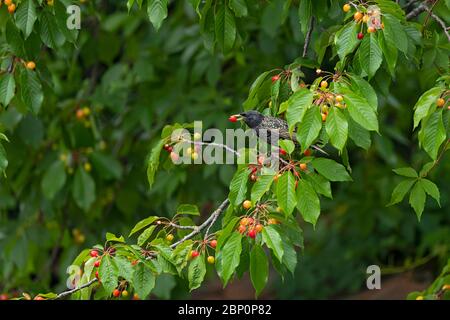 Der gewöhnliche Starling (Sturnus vulgaris) sammelt rote Kirschen Stockfoto