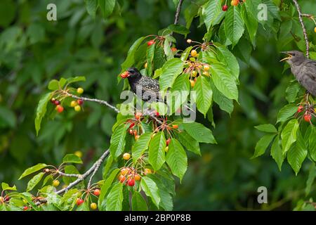 Der gewöhnliche Starling (Sturnus vulgaris) sammelt rote Kirschen Stockfoto