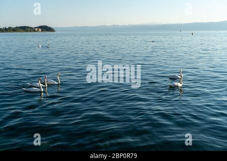 Schwäne schwimmen im Ohridsee, Nordmakedonien während der Sonnenuntergangszeit. August 2019 Stockfoto