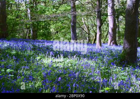 Alte britische Wälder mit einer Masse von Blaubellen Stockfoto