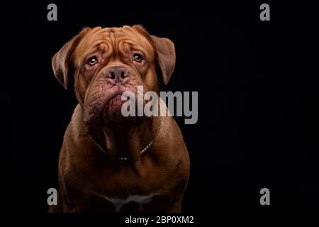 Französisch Mastiff auch bekannt als Bordeauxdog Stockfoto