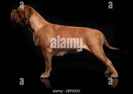 Französisch Mastiff auch bekannt als Bordeauxdog Stockfoto