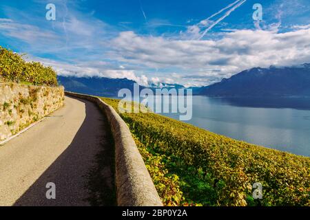 Lavaux Weinbergterrassen Wanderweg mit Genfersee Landschaft, Kanton Waadt, Schweiz Stockfoto