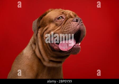 Französisch Mastiff auch bekannt als Bordeauxdog Stockfoto