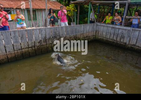 Angeln Piranha in Gefangenschaft als Touristenattraktion, Amazonas-Fluss in der Nähe von Manaus, der Amazonas, Brasilien, Lateinamerika Stockfoto