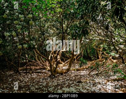 Rhododendron Strauch in einem Wald Einstellung. Weiße Blütenblätter streu den Boden im Schatten des Busches und tauchte Sonnenlicht in Flecken auf. Stockfoto