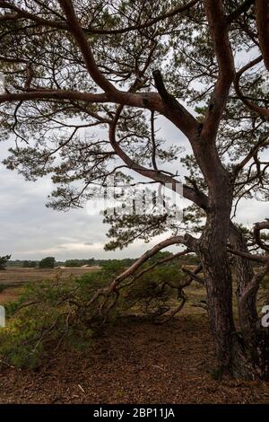 Schottenkiefer (Pinus sylvestris), auf Otterlose Zand, ausgedehnte Heide im De Hoge Veluwe Nationalpark, Gelderland, Niederlande Stockfoto