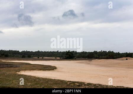 Otterlose Zand, ausgedehnte Heide im De Hoge Veluwe Nationalpark, Gelderland, Niederlande Stockfoto