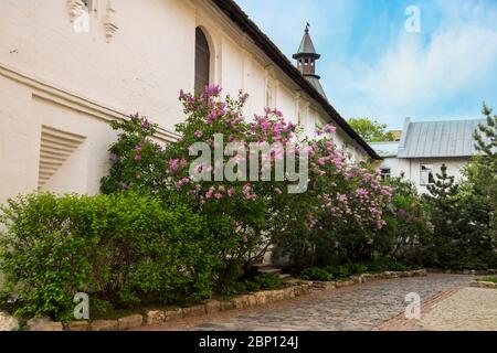 Helle Blüten des Frühlings Flieder Busch. Frühlingsblau lila Blüten Nahaufnahme auf Holzwand Hintergrund. Bouquet von lila Blüten Stockfoto