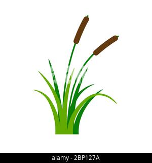 Bush Bulrush mit grünem Gras isoliert auf weißem Hintergrund. Vektorgrafik Stock Vektor