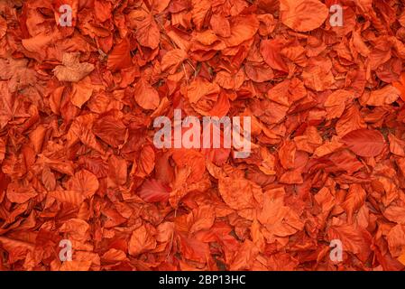 Herbst leuchtend rote Blätter Hintergrund Oberfläche unter den Füßen in tiefen Herbst fallen Stockfoto