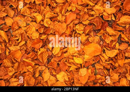 Herbst leuchtend rote Blätter Hintergrund Oberfläche unter den Füßen in tiefen Herbst fallen Stockfoto