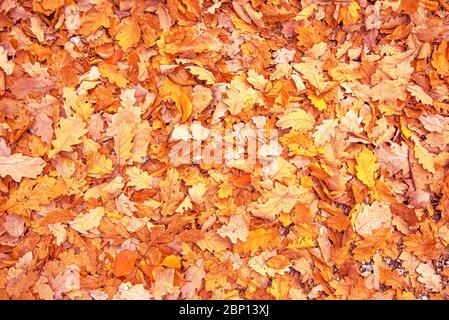 Herbst leuchtend rote Blätter Hintergrund Oberfläche unter den Füßen in tiefen Herbst fallen Stockfoto