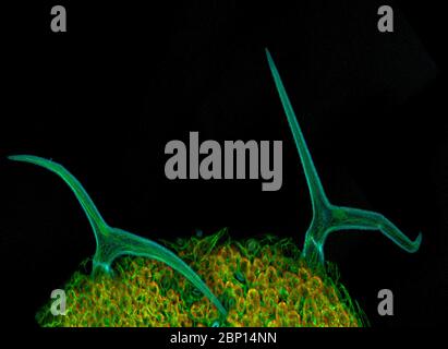 Fluoreszierend markierte Mikrofilamente in Arabidopsis-Trichomen und Epidermis-Zellen Stockfoto