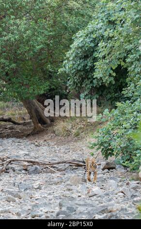 tiger Wandern auf trockenem Flussbett im ranthambore Nationalpark oder Tiger Reserve, rajasthan, indien - panthera tigris Stockfoto