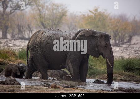 Große Herde von Elefanten Trinkwasser und Schlammbäder in Wasserloch mit sanft berühren einander mit riesigen Stämmen. Afrika. Namibia. Etosha nat Stockfoto