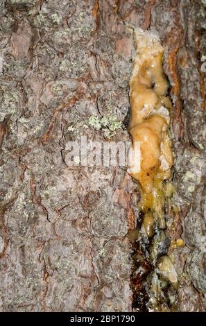 Nahaufnahme von Harz auf Fichtenstamm ( Picea Abies ) , Finnland Stockfoto