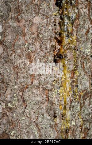 Nahaufnahme von Harz auf Fichtenstamm ( Picea Abies ) , Finnland Stockfoto