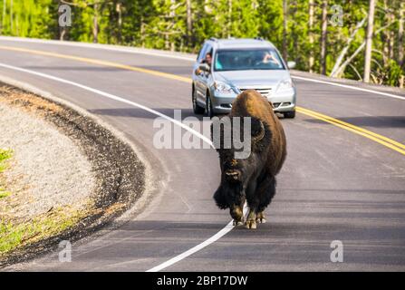 Bison Spaziergang auf der Straße am Morgen im Yellowstone Nationalpark, usa. Stockfoto