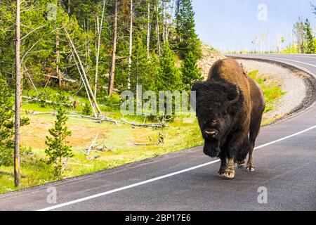 Bison Spaziergang auf der Straße am Morgen im Yellowstone Nationalpark, usa. Stockfoto