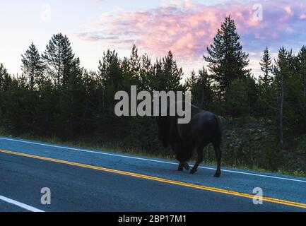 Ein Bison Spaziergang auf der Straße am frühen Morgen im Yellowstone Nationalpark, usa. Stockfoto