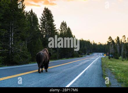 Ein Bison Spaziergang auf der Straße am frühen Morgen im Yellowstone Nationalpark, usa. Stockfoto