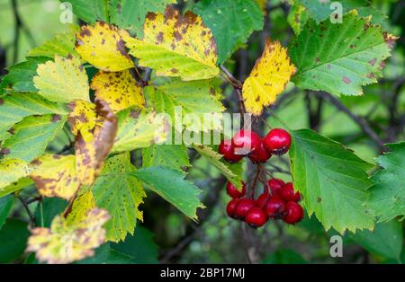 Nahaufnahme von Weißdornblättern und Beeren im Herbst , ( Crataegus ) Stockfoto